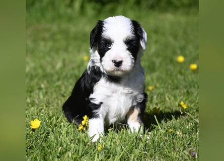 traumhaft hübscher Tibet Terrier Welpen aus erfahrender Zucht  sind geboren dürfen im Juni ausziehen