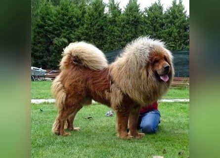 Do khyi Tibetischer Mastiff