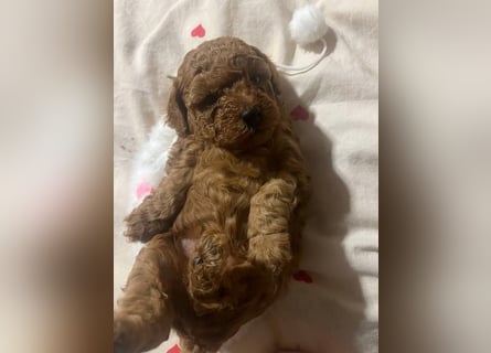 Rot Toypudel sucht neues Zuhause