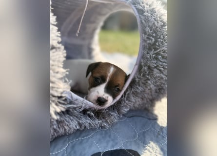 Jack Russel Terrier Welpen mit Stammbaum