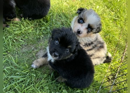 Einzigartige Mini Aussies