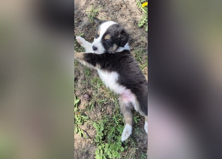Australian Shepherd Welpen tricolor – Abgabe ab dem 28.05.2025