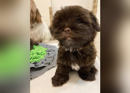 Shih-Tzu-Bolonka Welpen