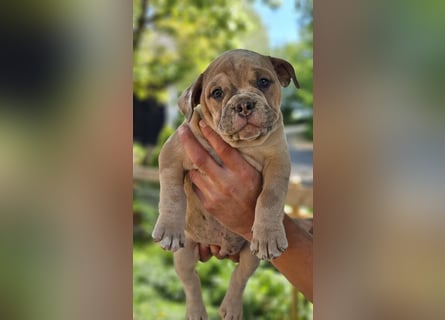 Old English Bulldog Welpen