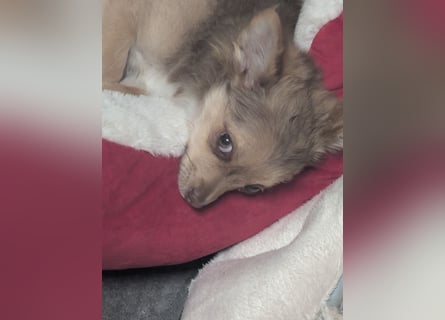 Chihuahua Rüden