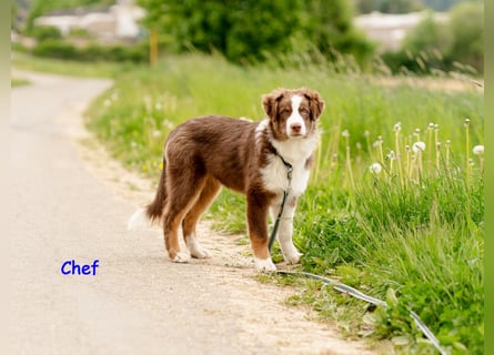 Australian Shepherd Welpen Rüden, ASCA
