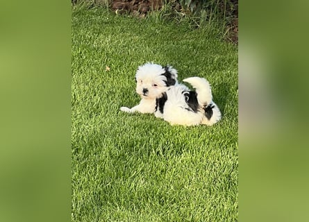 2 zuckersüße Maltipoo Welpen - Rüde und Hündin