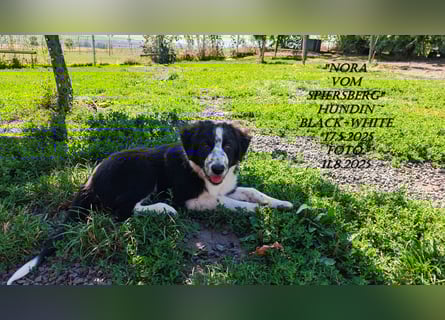 Border Collie-Welpen , black-,red-white und red-merle