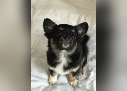 Fröhliche Chihuahua-Hùndin