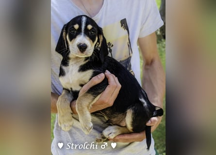Sieben Zwerge suchen ein Zuhause