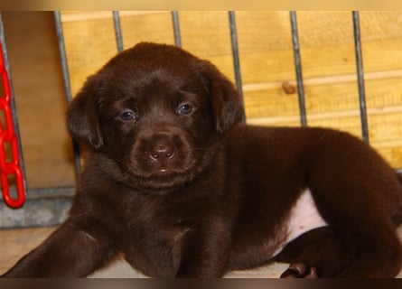 Unsere bildhübschen, vitalen Labradorwelpen sind gelandet!