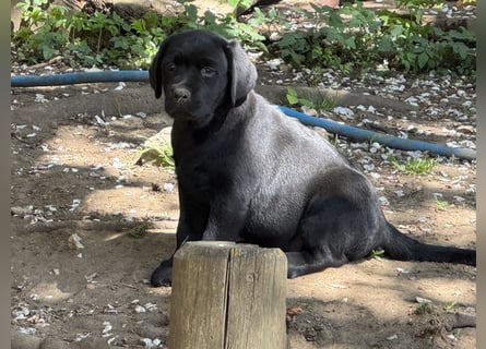 Nur 2 Labrador Weibchen mit Ahnenpass 2 Rüden & 6 Weibchen in Schwarz