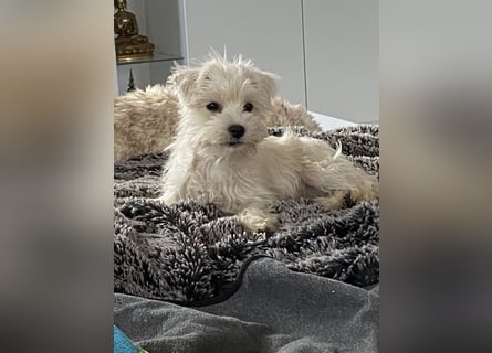Weiße Zwergschnauzer Welpen nicht haarend reinrassig