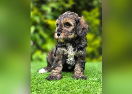Cavapoo welpen