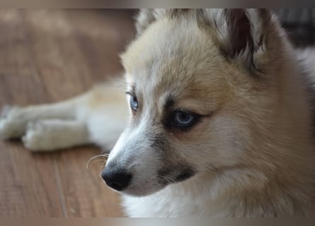 Pomsky Deckrüde