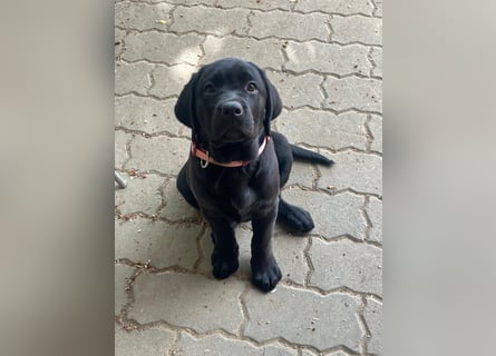 2 Labrador Retriever Weibchen Welpen mit Ahnenpass, Eltern HD, ED, PL, OCD, Augen und Genetisch frei