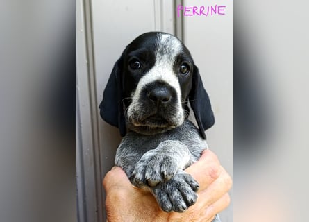 Braque d'Auvergne (Auvergne Vorstehhund) Welpe