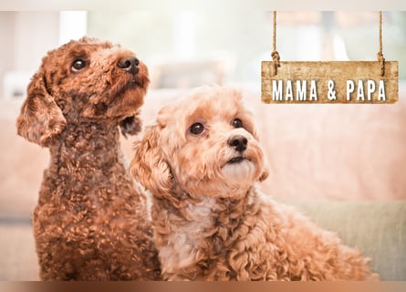 5 Wunderschöne Maltipoo-Welpen suchen ein neues, liebevolles Zuhause!