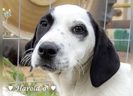 Holly, Hank, Harold und Herbie suchen ab sofort ein Zuhause