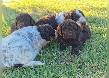 Lagotto con pedigre export