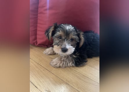 Liebe auf vier Pfoten – Yorkshire Terrier Welpen suchen ihr Für-immer-Zuhause!