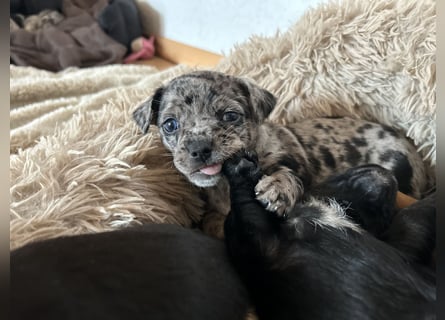 Chihuahua mix Welpen