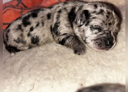 Chihuahua mix Welpen
