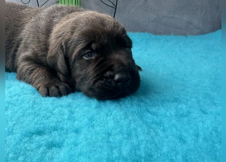 Reinrassige braune Labradorrüden mit Ahnentafel der Showlinie
