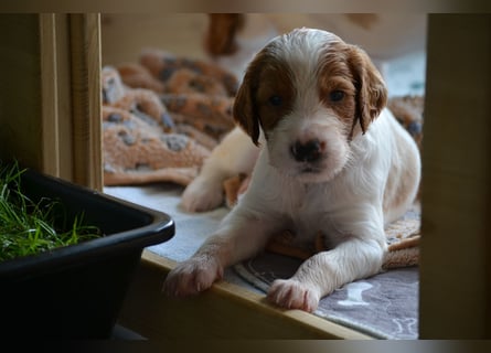 Sportlicher Familienhund - Irish Red and White Setter
