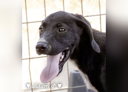 Timmy, Adam und Ajax suchen ein Zuhause