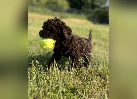 Lagotto Romagnolo – Hochwertige Welpen aus der registrierten Zuchtstätte King of the Truffles