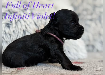 Yorkshire terrier schwarz mädchen