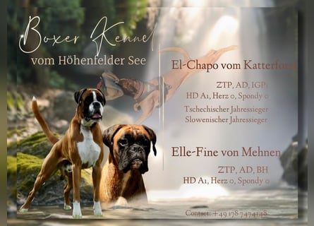 Boxerwelpen aus vorzüglicher Verpaarung