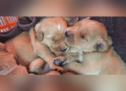 Golden Retriever Welpen