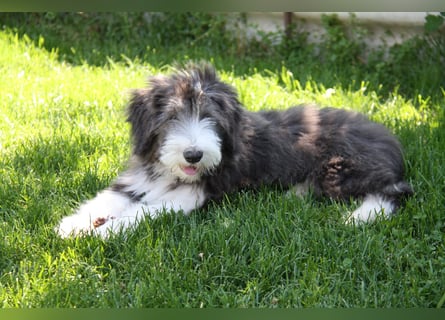 Bearded Collie , 1 Mädchen ist bereit für die Welt!