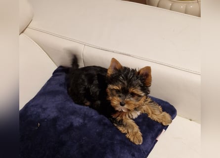 Yorkshire Terrier Welpe Timmi mit Stammbaum Black tan in Baden-Württemberg