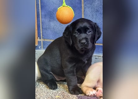 Labrador Welpen mit Ahnentafel, abzugeben ab Mitte /Ende Mai