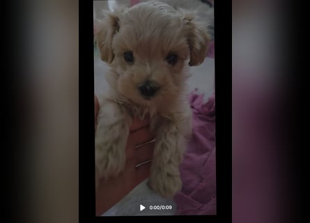 Maltipoo Welpen Rüde