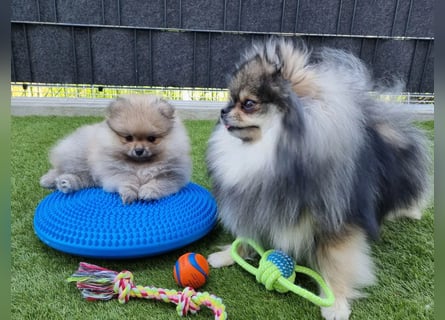 Reinrassige Pomeranian-Hündinnen mit Ahnentafel suchen ihre Traumfamilien