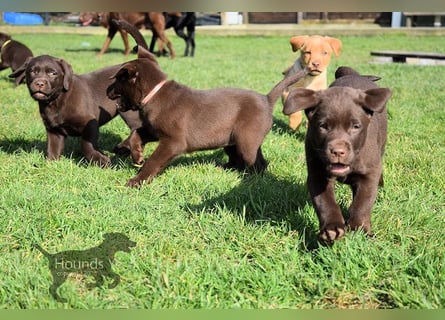 Acht reinrassige Labrador Welpen auf dem Weg in ihr neues Leben...