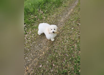 Zwerg Pudel x Maltipoo