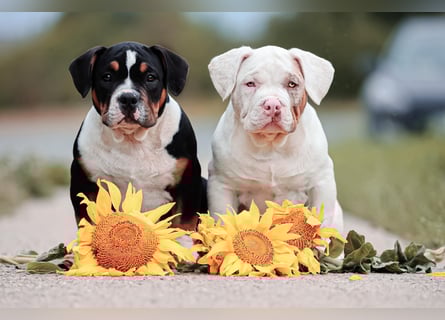 Unglaublich schöne American Bully Welpen!