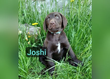 Welpen Labradoodle F1 Braun Groß Könispudel x Labrador
