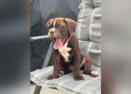 OEB mix Bulldoge old english bulldog