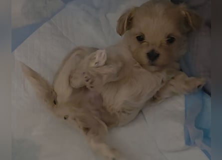 Maltipoo Welpen Rüde