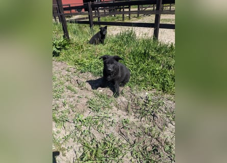 Deutscher schwarzer schäferhund mit Papieren