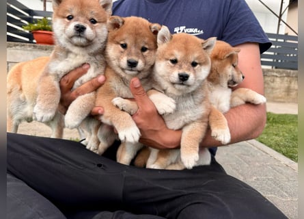 Shiba inu Welpen mit Papieren, an Erbkrankheiten getestet, Transport möglich!
