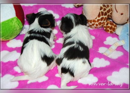 Yorkshire Terrier Mädchen- schoko-weiss-gold