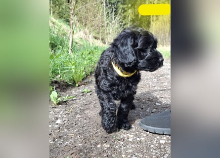 Cockapoo bereit zum Lieben!  - Schenken Sie sich selbst bedingungslose Liebe –