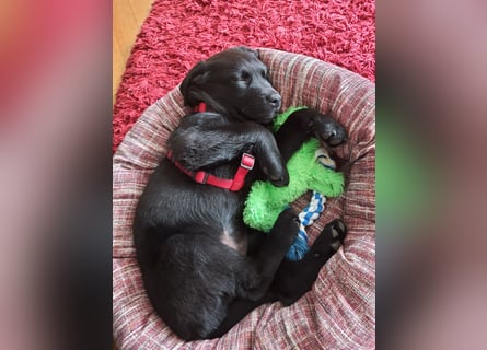 Labrador Weibchen Welpe